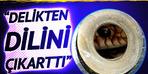 "Sertifikalı salatalık yetiştiricisi" Tokat'tan paylaştım: "Dilini delikten dışarı çıkardı"