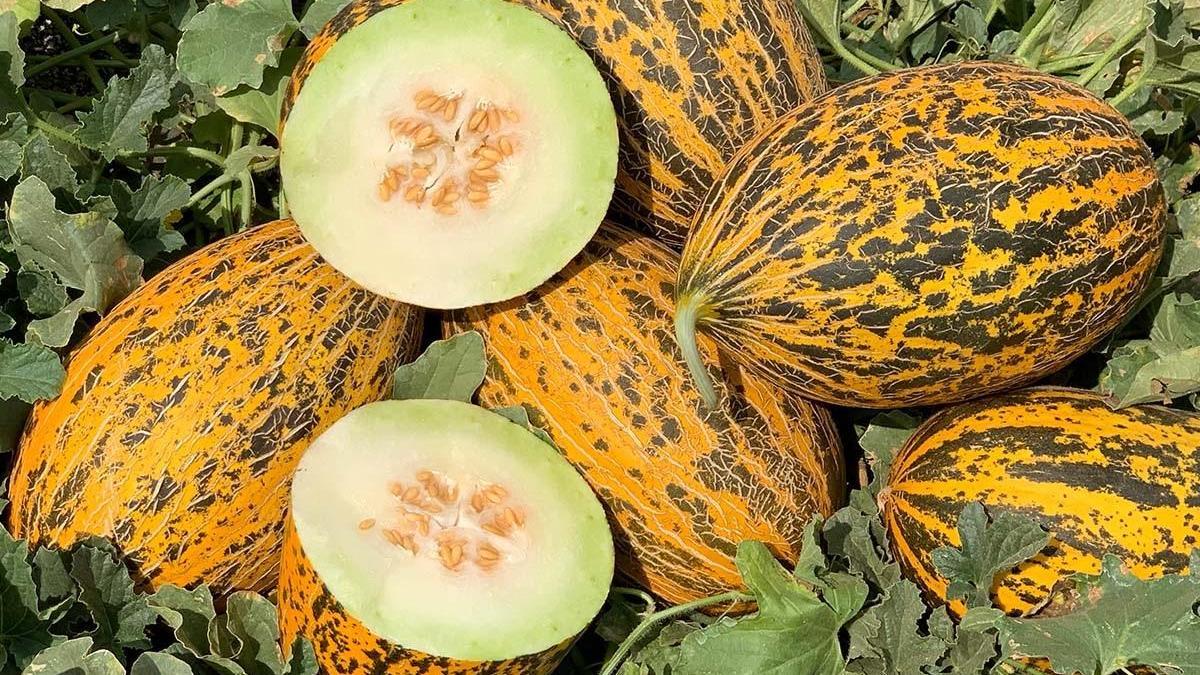 Kavun şişmanlatır mı?  Kavun şişmanlatır mı?