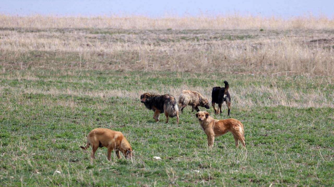 Köpeğin saldırısında yaralanan şahıs, kaçarken belini kırdı.