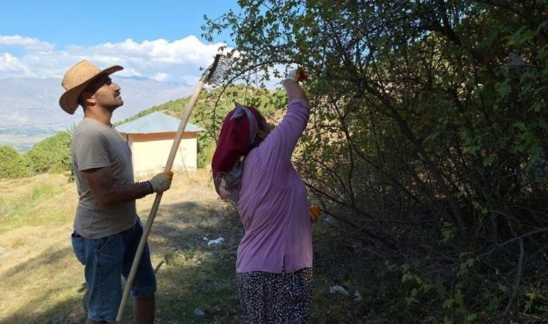 Zorlu arazide hasat başladı: 100 gramında bir kasa portakal eşdeğerinde C vitamini var – Son Dakika Hayat Haberleri