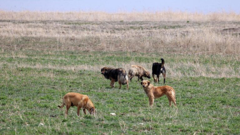 Köpeğin saldırısında yaralanan şahıs, kaçarken belini kırdı.